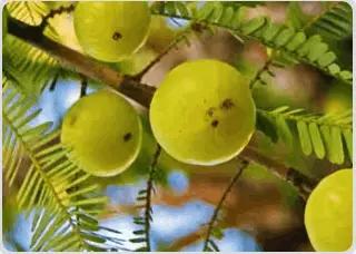 Mitolyn ingredient-4