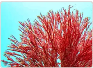 Mitolyn ingredient-3