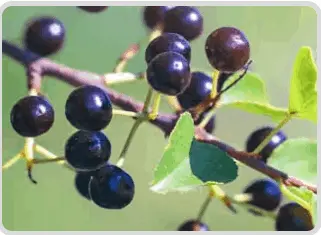 Mitolyn ingredient-1