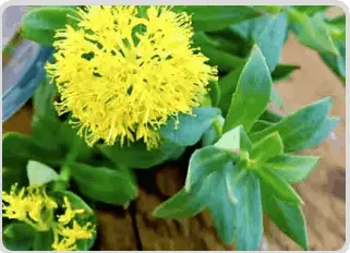 Mitolyn ingredient-2