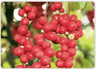 Mitolyn ingredient-6